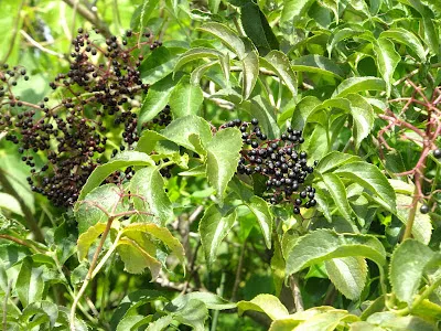 DSCF5576-1