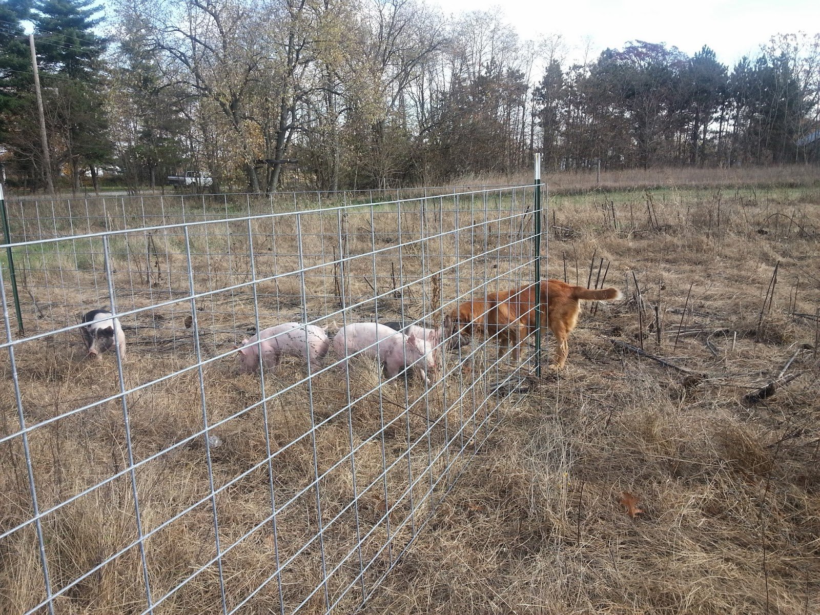 pigs2 Image placeholder indicating a photo is needed, typically used in web design or content management systems to signal missing visual content.